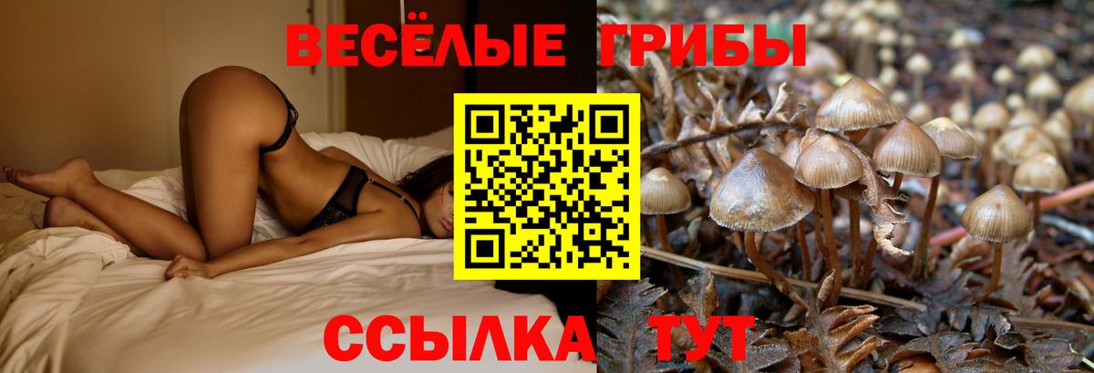 Псилоцибиновые грибы Cubensis Карасук